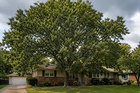 before tree work